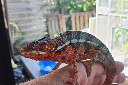 kameleon lamparci ambilobe red bar, Kujawsko-pomorskie, Lubień Kujawski