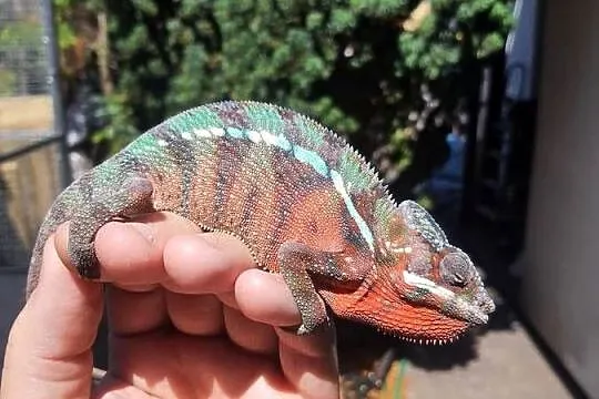 kameleon lamparci ambilobe red bar, Kujawsko-pomorskie, Lubień Kujawski