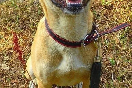 POMÓŻ W ADOPCJI CHELSEA,  łódzkie Łódź