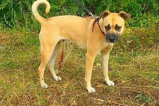 POMÓŻ W ADOPCJI CHELSEA,  łódzkie Łódź