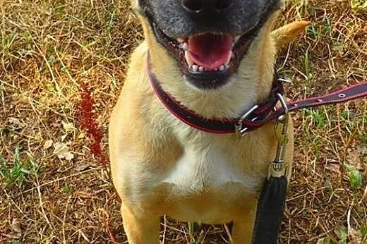POMÓŻ W ADOPCJI CHELSEA,  łódzkie Łódź