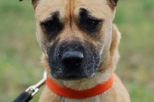 POMÓŻ W ADOPCJI CHELSEA,  łódzkie Łódź