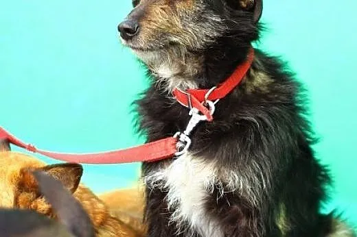 Terierowaty,przyjazny Oki. Adoptuj !,  dolnośląskie Wrocław