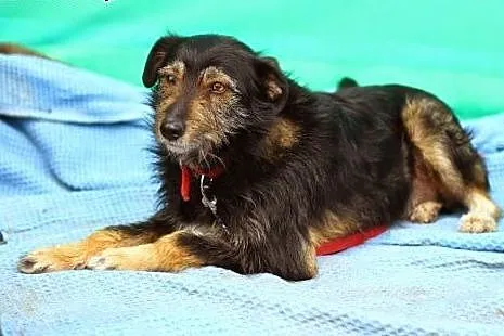 Terierowaty,przyjazny Oki. Adoptuj !,  dolnośląski