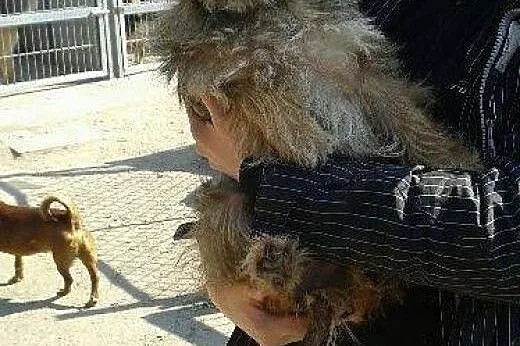 Pinia i Brutus - dwa malutkie psiaczki szukają wsp