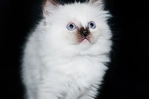 Słodka kotka Ragdoll seal tortie mitted - już nied