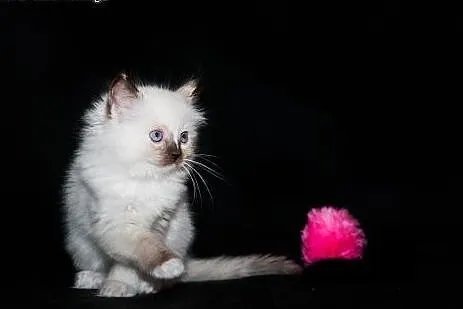 Słodka kotka Ragdoll seal tortie mitted - już nied