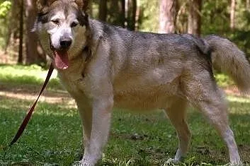 Szagi - psiak w typie alaskan malamut czeka na koc