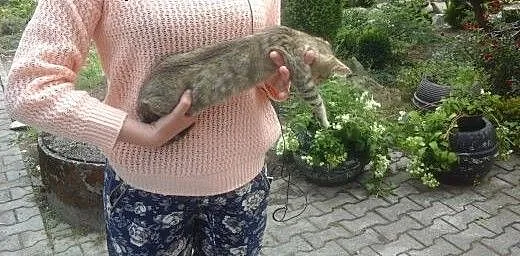 ODDAM KOTY, śląskie Żywiec