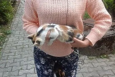 ODDAM KOTY,  śląskie Żywiec