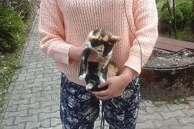 ODDAM KOTY,  śląskie Żywiec