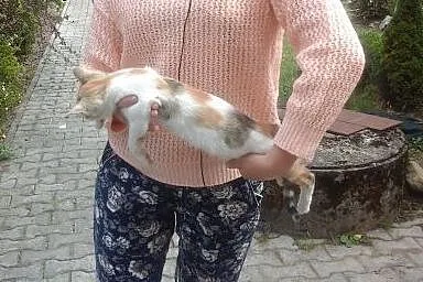 ODDAM KOTY,  śląskie Żywiec