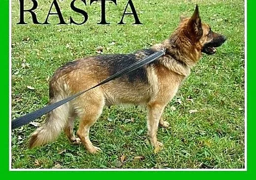 Owczarek niem.mix,mądra,przyjazna,łagodna suka RAS