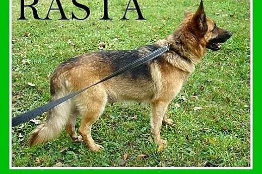 Owczarek niem.mix,mądra,przyjazna,łagodna suka RAS