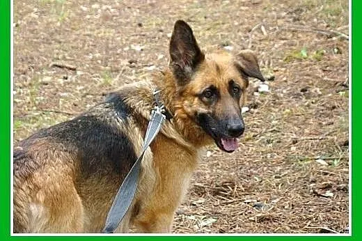 Owczarek niem.mix,mądra,przyjazna,łagodna suka RAS