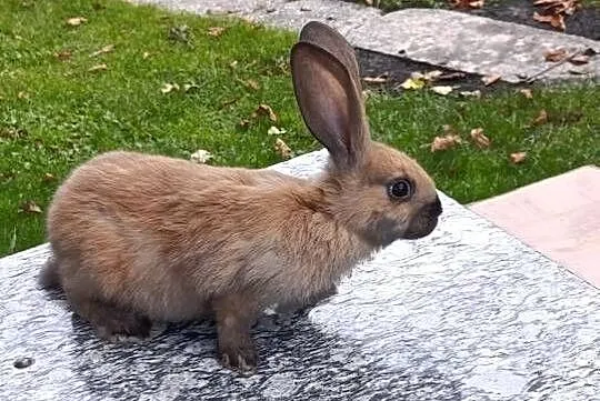 Srokacz Niemiecki 2 samce, Podkarpackie, Grodzisko