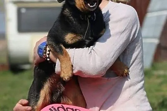 Rocky pragnie wnieść radość do Twojego domu!
