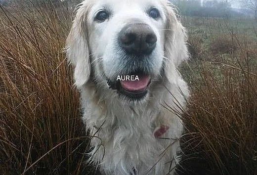 Golden Retriever DARGO - poszukuje domu, śląskie