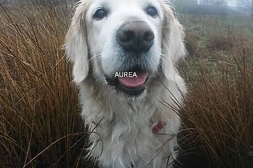 Golden Retriever DARGO - poszukuje domu,  śląskie 