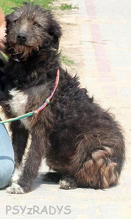 MARCEL oryginalny, pozytywny mix teriera zapatrzon