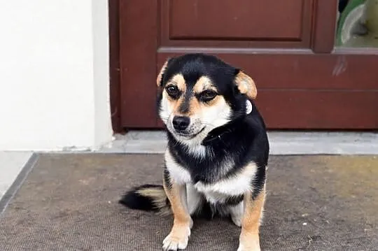 Kajtuś mini piesek szuka domu