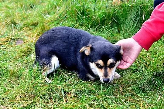 Kajtuś mini piesek szuka domu