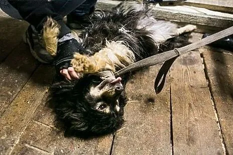 Śliczna Perełka szuka domu...,  dolnośląskie Świdn