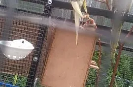 Papuga nimfa samiec, Wieliczka