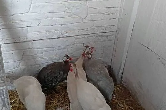 Sprzedam perliczki