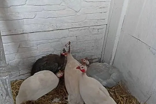 Sprzedam perliczki, Wielkopolskie, Turek