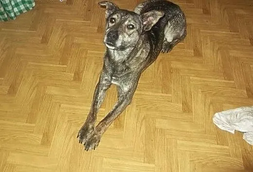 Młody, wesoły psi ideał czeka na dom, łódzkie Tom