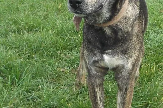 Młody, wesoły psi ideał czeka na dom,  łódzkie Tom