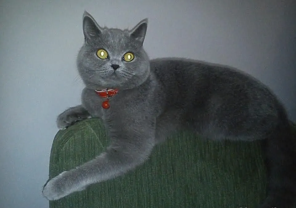 Kocurki brytyjskie