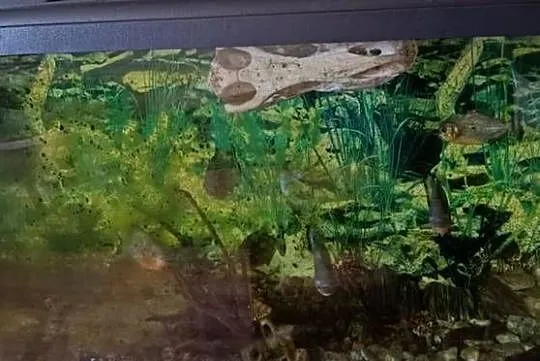 Akwarium 450l z osprzętem + szafka, Małopolskie, Niepołomice