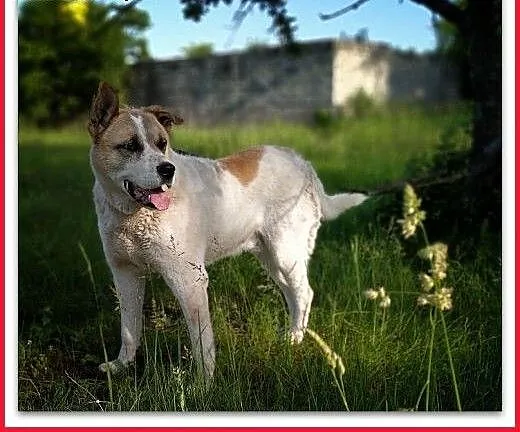40kg,duży, przyjazny,towarzyski pies AKI,szczepiony.ADOPCJA, dolnośląskie Wrocław,