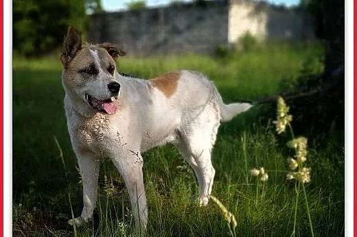 40kg,duży, przyjazny,towarzyski pies AKI,szczepiony.ADOPCJA,  dolnośląskie Wrocław, 