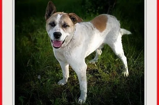 40kg,duży, przyjazny,towarzyski pies AKI,szczepiony.ADOPCJA,  dolnośląskie Wrocław, 