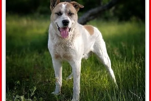 40kg,duży, przyjazny,towarzyski pies AKI,szczepiony.ADOPCJA,  dolnośląskie Wrocław, 