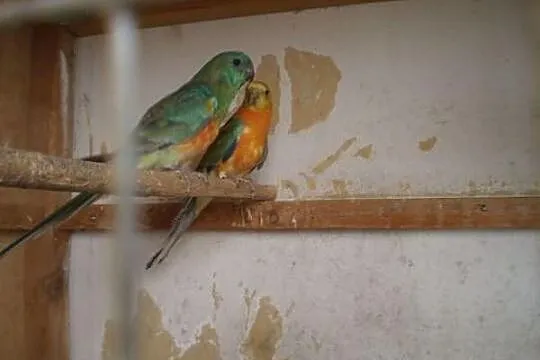 zamienie 2 samce swiergotki orange