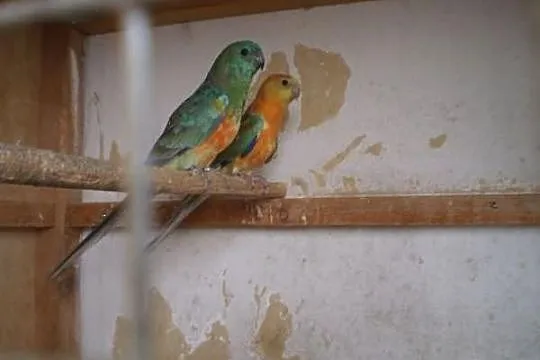 Zamienie 2 samce swiergotki orange