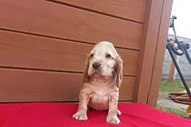 Cocker Spaniel Angielski Suczka