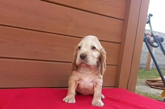 Cocker Spaniel Angielski Suczka