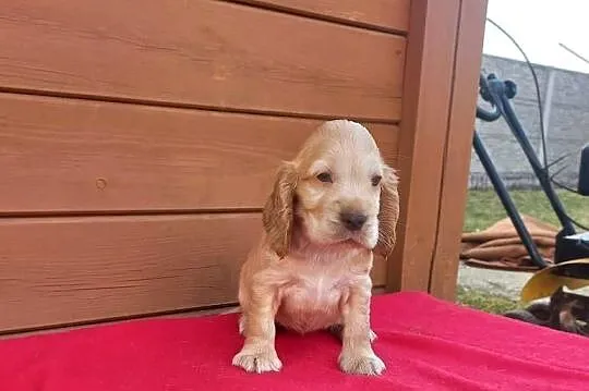 Cocker Spaniel Angielski Suczka, Wielkopolskie, Jutrosin