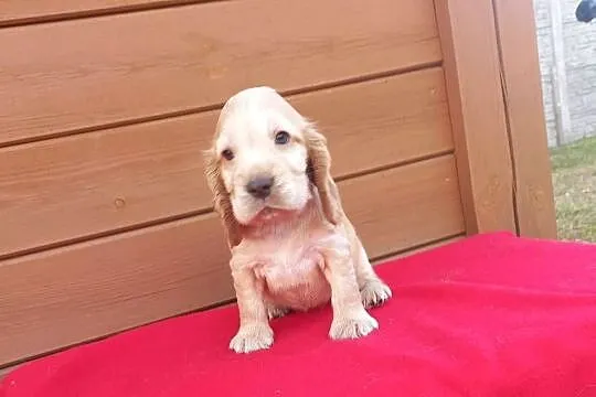 Cocker Spaniel Angielski Suczka, Wielkopolskie, Jutrosin