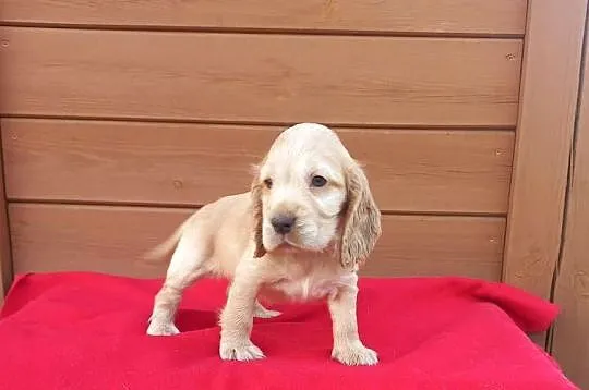 Cocker Spaniel Angielski Suczka, Wielkopolskie, Jutrosin