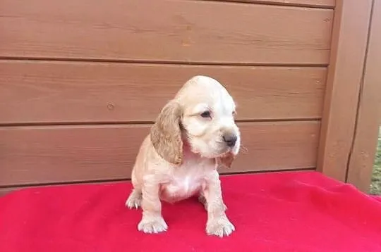 Cocker Spaniel Angielski Suczka, Wielkopolskie, Jutrosin