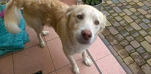 1,5 Biszkopt prawie jak goleden-aktywny towarzysz