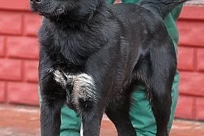 SYFON - młody pies, mieszaniec labradora do adopcj