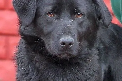 SYFON - młody pies, mieszaniec labradora do adopcj