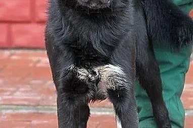 SYFON - młody pies, mieszaniec labradora do adopcj